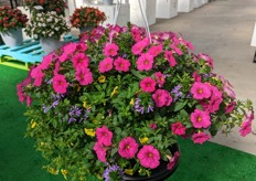 A mix at BallFloraPlant